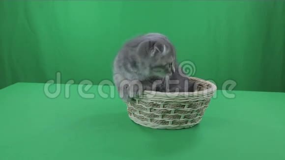 美丽的小猫苏格兰折叠篮子在绿色屏幕上视频的预览图