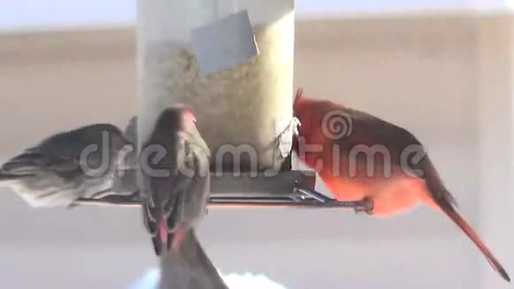 4k红美国红肠食鸟饲料视频的预览图