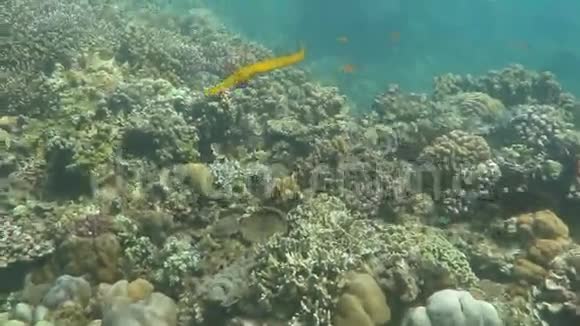 鱼在巴厘岛海底游泳视频的预览图