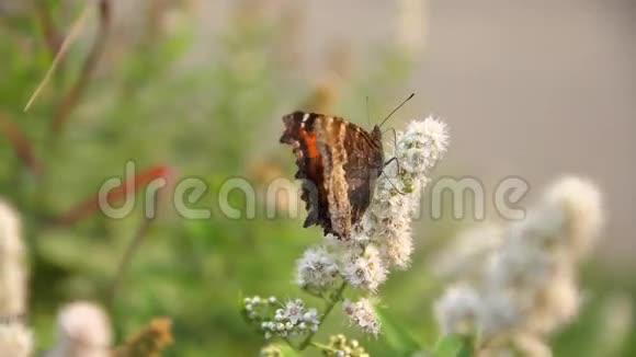 鲜艳的蝴蝶和花朵视频的预览图