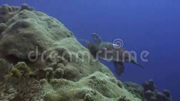 菲律宾海洋中彩色珊瑚背景下的海龟视频的预览图
