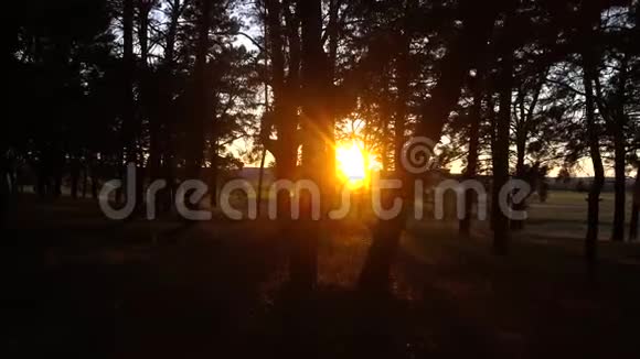 夕阳下的秋林运动中的视频视频的预览图