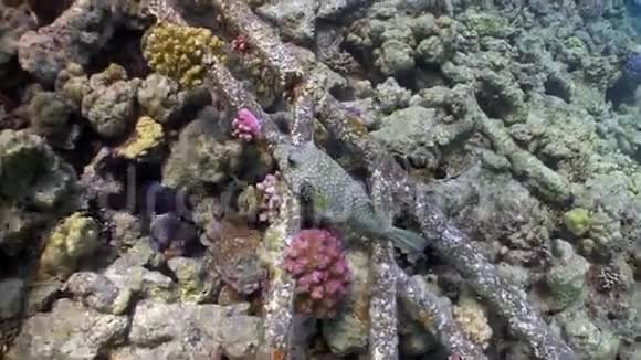 珊瑚礁上的海雀视频的预览图