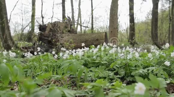 在春天的森林里用雪滴滑行在风中摇曳的花朵视频的预览图