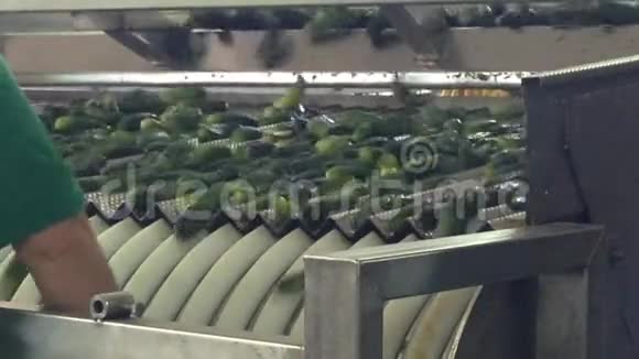 罐头厂黄瓜生产的工作过程保存前用水冲洗输送机上的移动视频的预览图