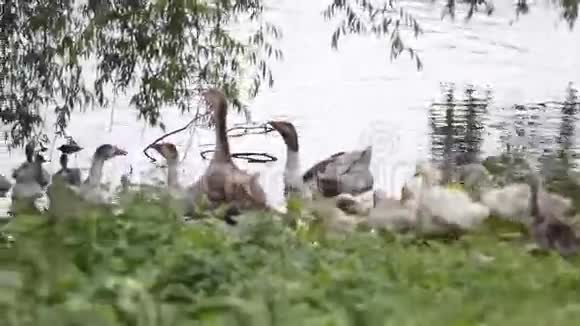 池塘草地上的家鹅视频的预览图