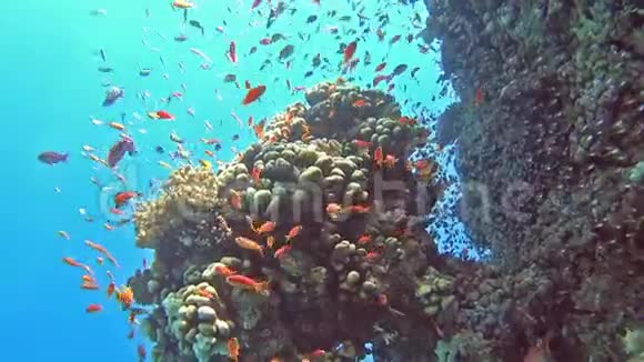 带鱼群的热带珊瑚礁景象视频的预览图
