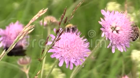夏天草甸粉花上的蜜蜂视频的预览图