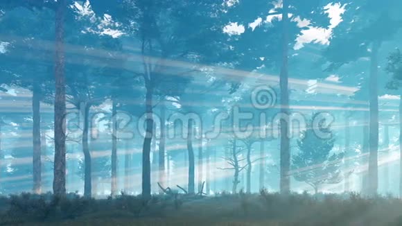 黎明或黄昏时分雾蒙蒙的松林中有阳光视频的预览图