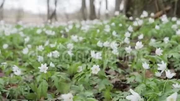 在春天的森林里用雪滴滑行在风中摇曳的花朵视频的预览图