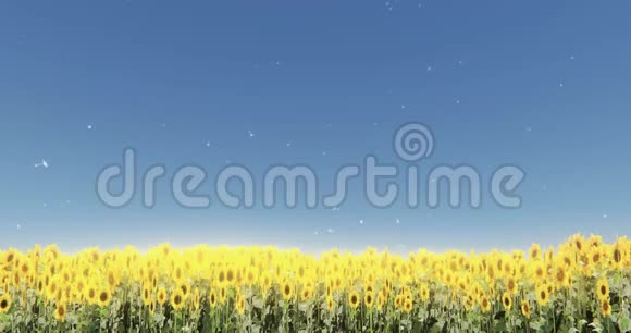 向日葵和阳光蒲公英漂浮在半空田野风景视频的预览图