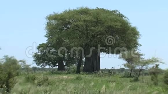 树和灌木丛在草原上视频的预览图
