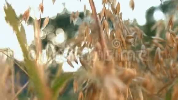 生长的燕麦成熟了视频的预览图