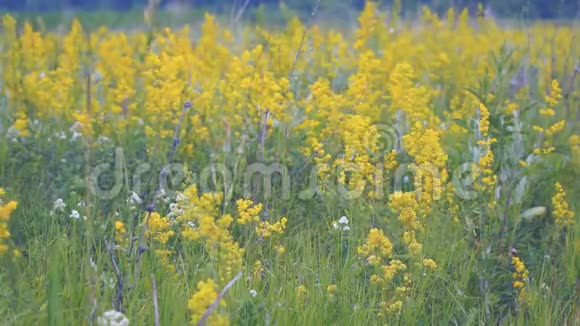 草甸中黄色盛开的花朵视频的预览图
