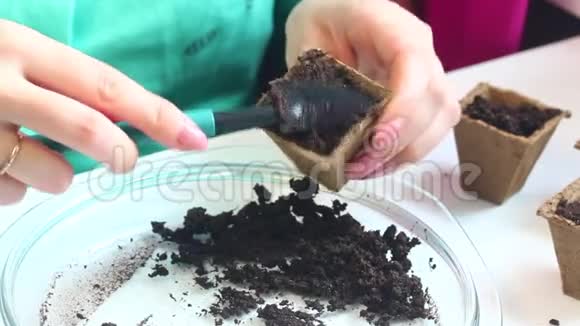 在家里种树苗一个女人把装满泥土的泥炭盆放在托盘上视频的预览图