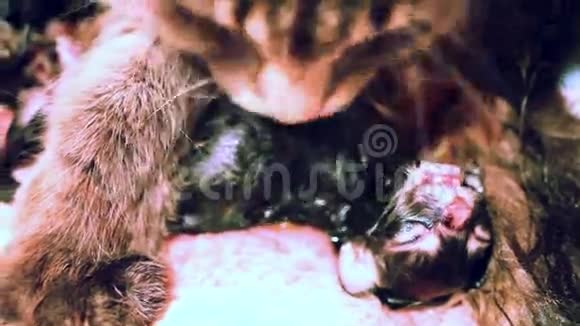 妈妈猫舔刚出生的小猫视频的预览图