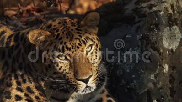 俄罗斯Primorsky野生动物园美丽稀有美洲豹画像视频的预览图