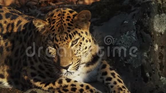 俄罗斯Primorsky野生动物园美丽稀有美洲豹画像视频的预览图