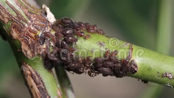 蚂蚁在玫瑰茎上种植蚜虫视频的预览图