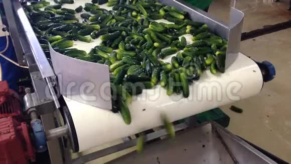 罐头厂黄瓜生产的工作过程保存前用水冲洗输送机上的移动视频的预览图