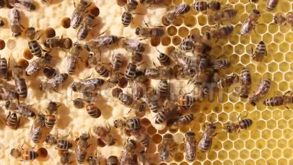蜜蜂它们的幼虫和茧蜜蜂皇后的茧视频的预览图