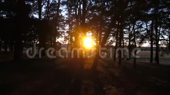 夕阳下的秋林运动中的视频视频的预览图