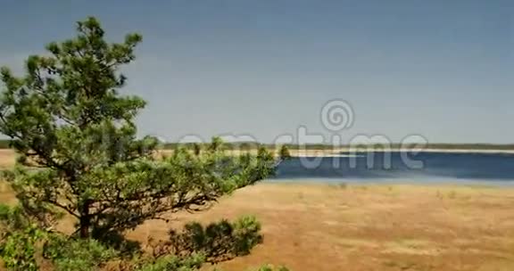 大沼泽旁边的树4KFS700奥德赛7Q视频的预览图