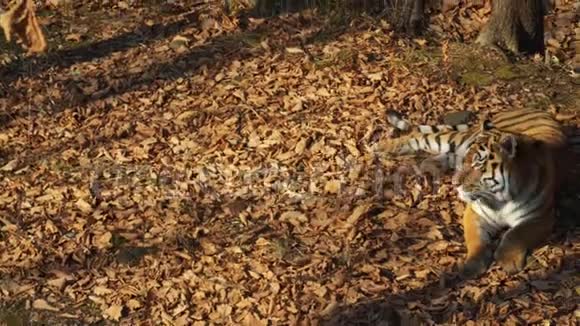 美丽的阿穆尔或乌苏里老虎躺在俄罗斯普里莫尔斯基野生动物园视频的预览图