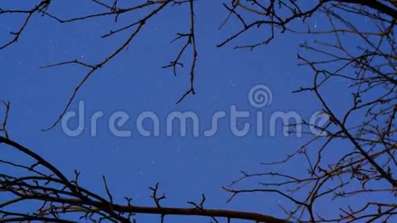 夜空与星星时间流逝树木分枝剪影视频的预览图