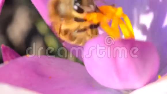 第一春花上的蜜蜂鳄鱼视频的预览图