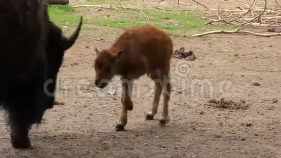 欧洲野牛野牛宝宝视频的预览图