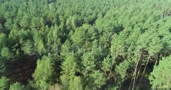 飞过松林飞过树梢视频的预览图