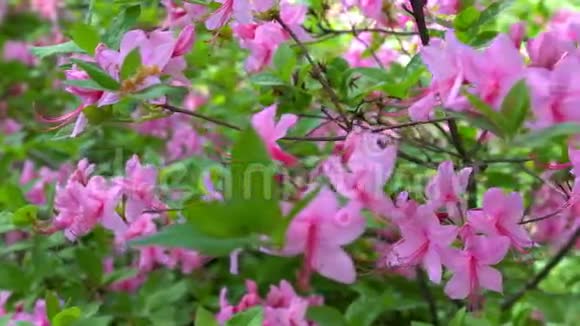 在花园里绽放着美丽的粉红色杜鹃花视频的预览图