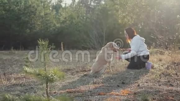 春天森林里和一只狗散步视频的预览图