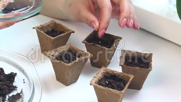 在家里种树苗一个女人把种子和泥土一起放进泥炭盆里视频的预览图