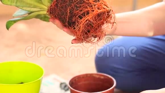 一家妇女之家在塑料罐中种植绿色植物视频的预览图