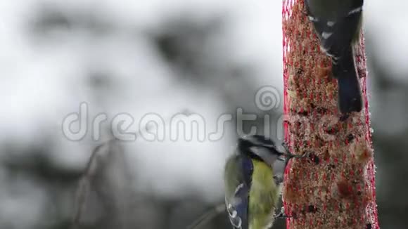 蓝雀鸟在冬天的喂食处视频的预览图