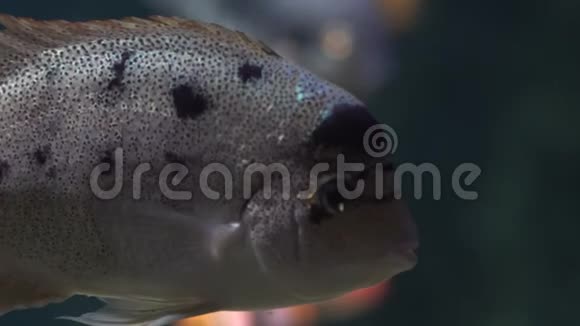 水族馆蓝色海水中的异国热带小丑鱼视频的预览图