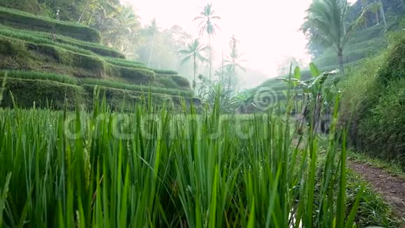 水稻梯田乌布德巴厘岛印度尼西亚视频的预览图