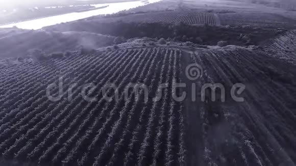 葡萄园农业视频的预览图