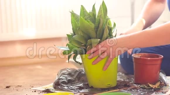 一家妇女之家在塑料罐中种植绿色植物视频的预览图