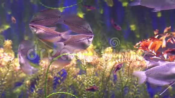 水族馆蓝色海水中的异国热带小丑鱼视频的预览图