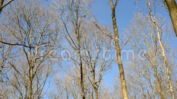 树篷在风中移动视频的预览图