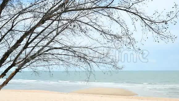 海滩上的松树背景为海和天空的松树枝视频的预览图