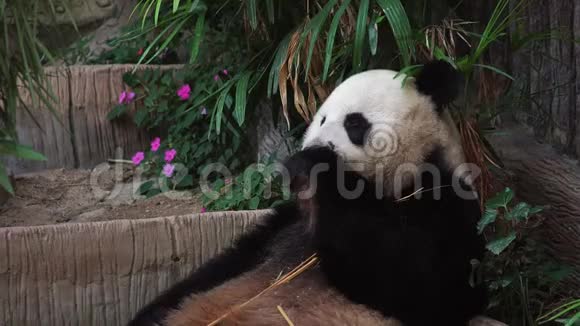 动物园吃竹子的大熊猫猫尾草视频的预览图