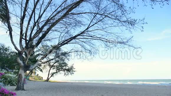 海滩上的松树背景为海和天空的松树枝视频的预览图