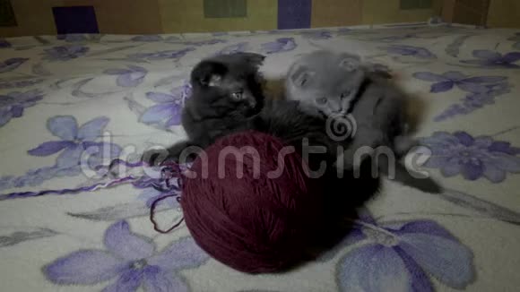 可爱的折叠小猫玩视频的预览图