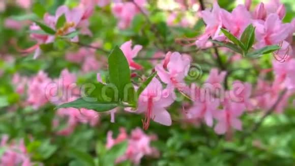 在花园里绽放着美丽的粉红色杜鹃花视频的预览图