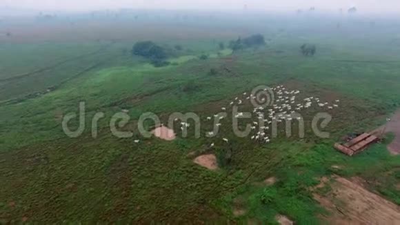 巴西夏季绿野牛群的鸟瞰图视频的预览图