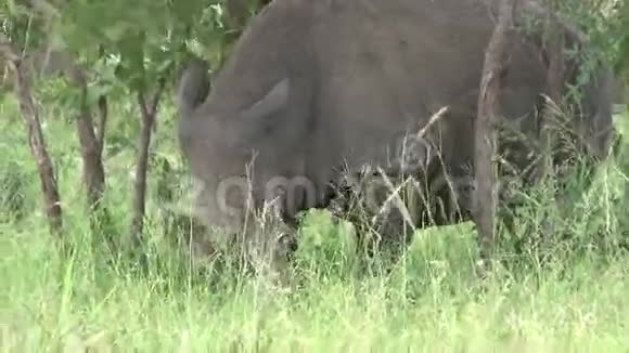 白犀牛视频的预览图